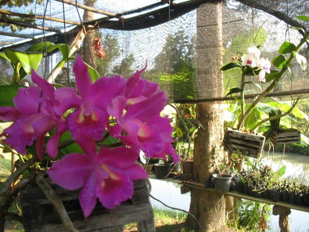Ban Rai Tin Thai Ngarm Eco Lodge Mae Rim Ngoại thất bức ảnh